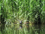 SX06198 Coot with chicks.jpg